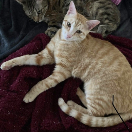 Photo de TASPANZI