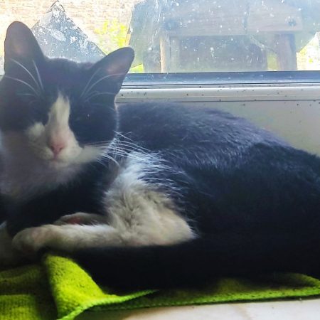 SHADOW - Chat à adopter