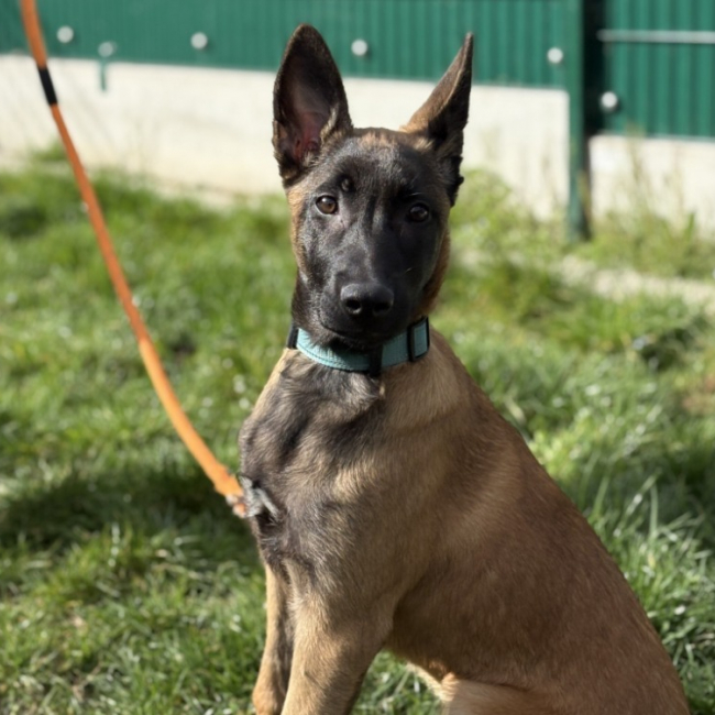 Athena du paradis des edelweiss