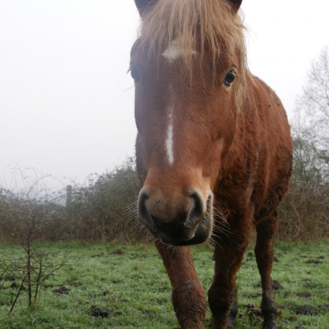 Photo de Marengo de belnoe
