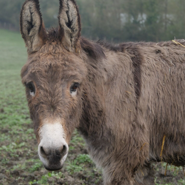 Photo de Lison de belnoe