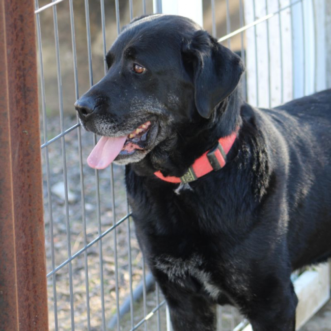 Photo de PIN, Magnifique femelle Mastine Espagnole. Une vraie crème ! (ok chat)