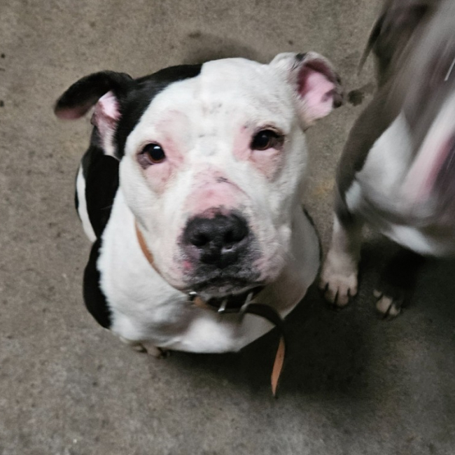 Photo de Pinup of atomix dog