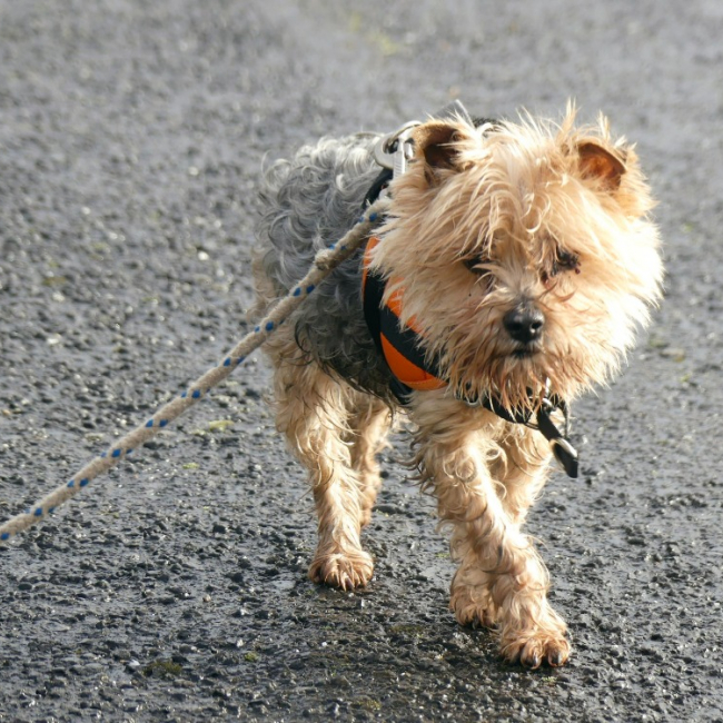 Photo de Hyona réservé