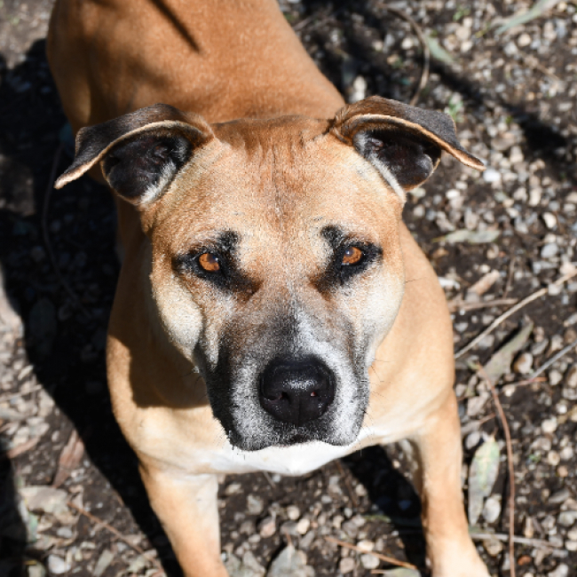 Photo de Magic brown des gardiennes de sirius