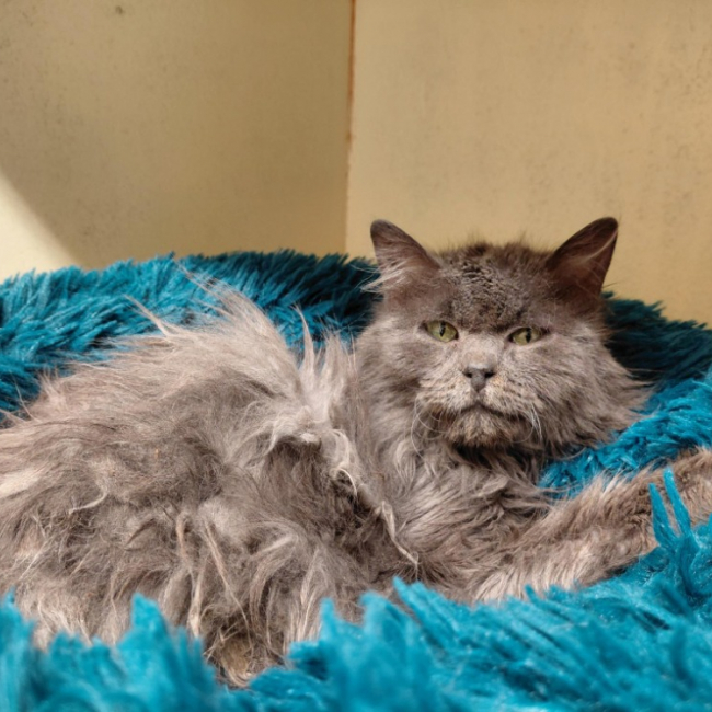 Photo de Chiffounette