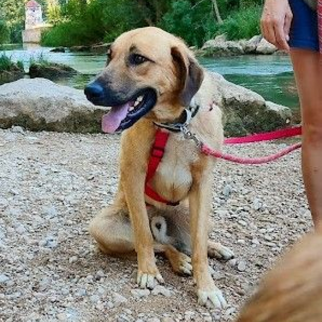 Photo de CARACOL, jeune beau et affectueux !