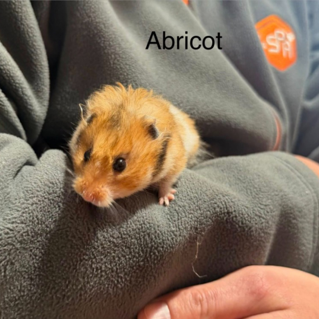 Abricot