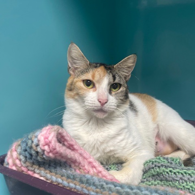 Photo de Pot de colle