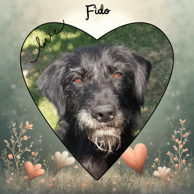 Photo de Fido
