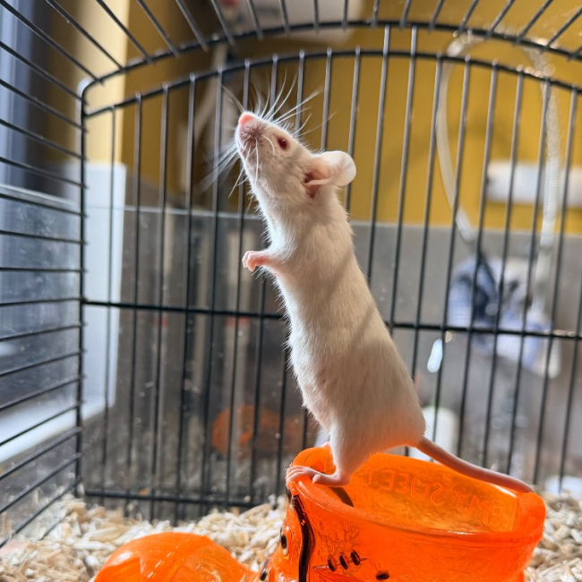 Photo de P'tite goutte