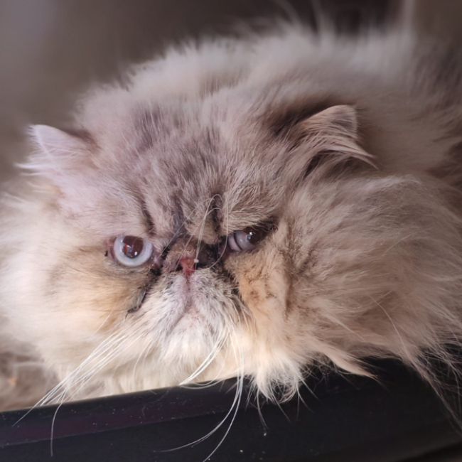 Photo de Terry dit oreo