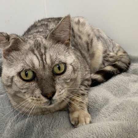 Léo - Chat Bengal à adopter