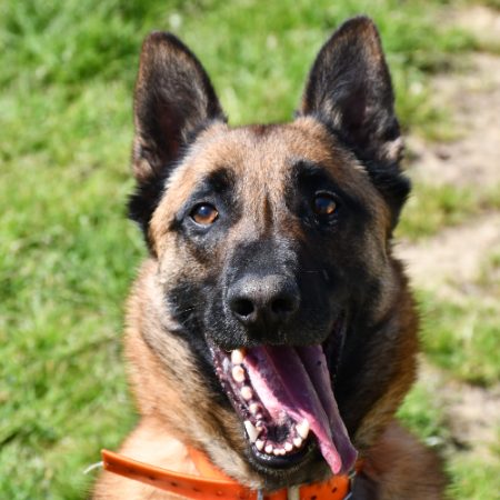 Unix - Chien Berger Belge Malinois à adopter