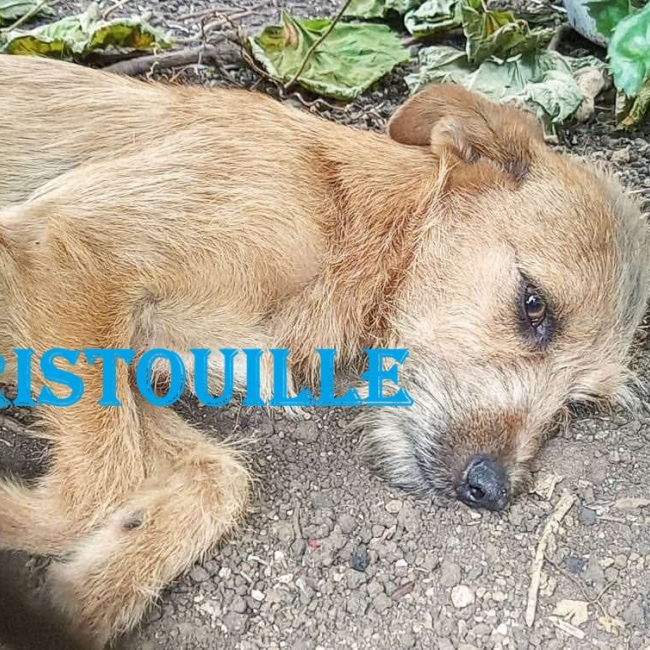 Photo de Tristouille