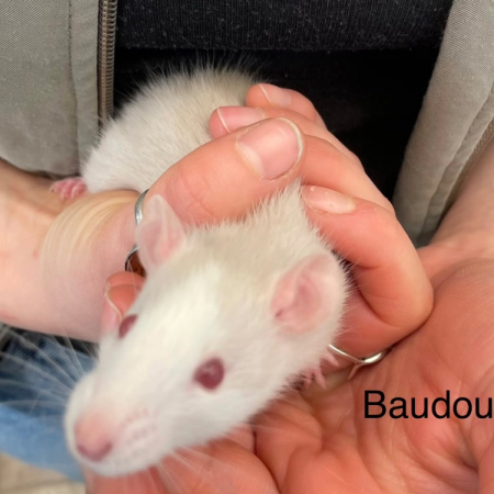 Photo de Baudouin