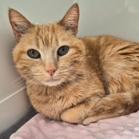 Epops - Chat Européen à adopter