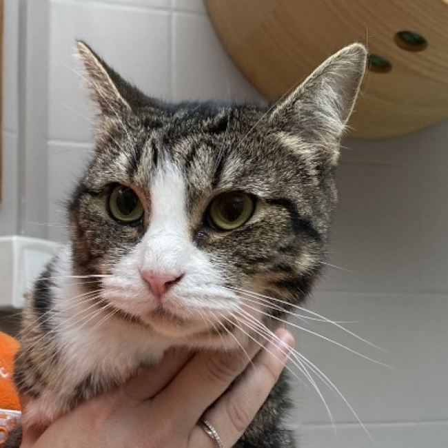 Photo de Moustik caline