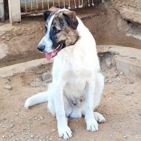 Photo de DANY 10 mois (ok chats)