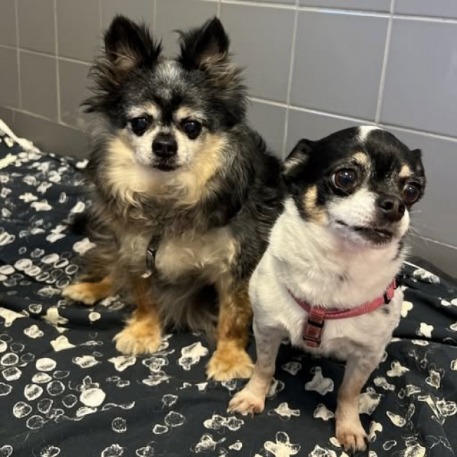 Photo de Metis & hermes