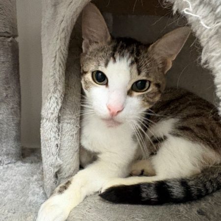 Bubble - Chat Européen à adopter
