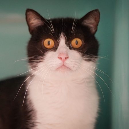 Emile - Chat Européen à adopter