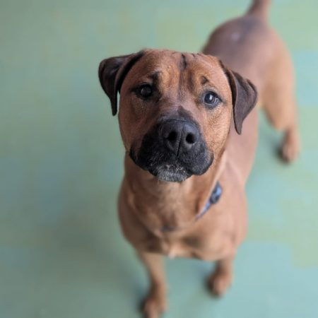 Tcho - Chien à adopter