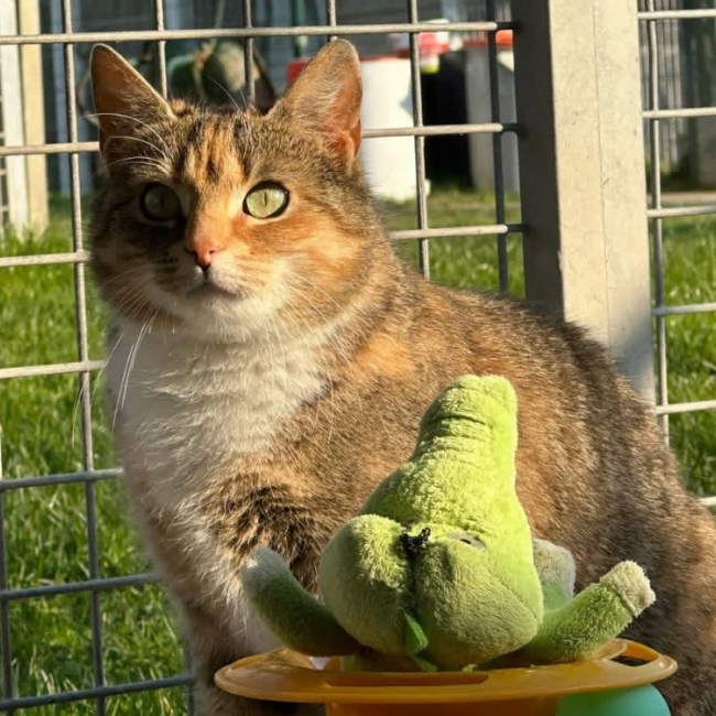 Satana en sos urgent