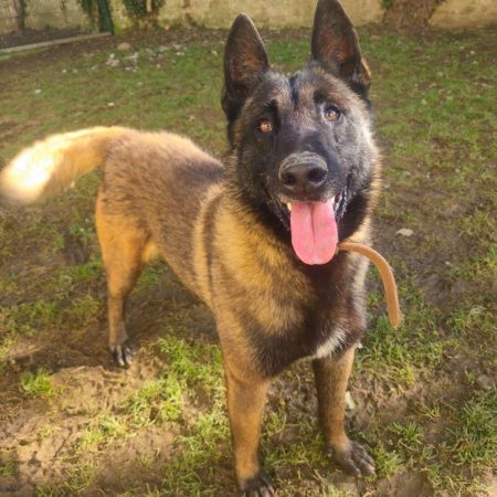 Stan - Chien Berger Belge Malinois à adopter