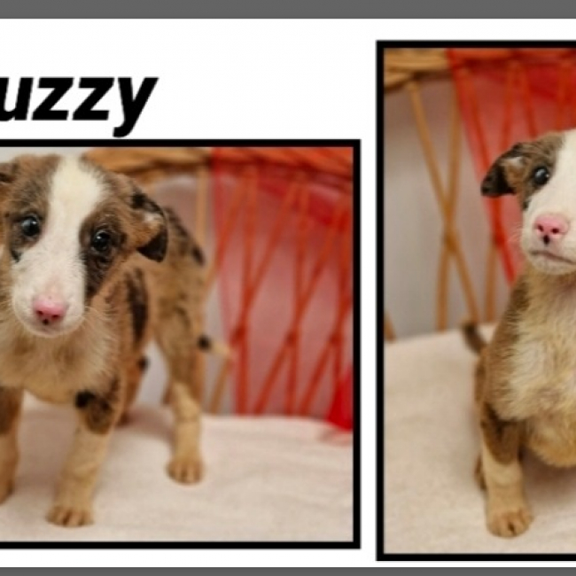 Photo de Buzzy réservé