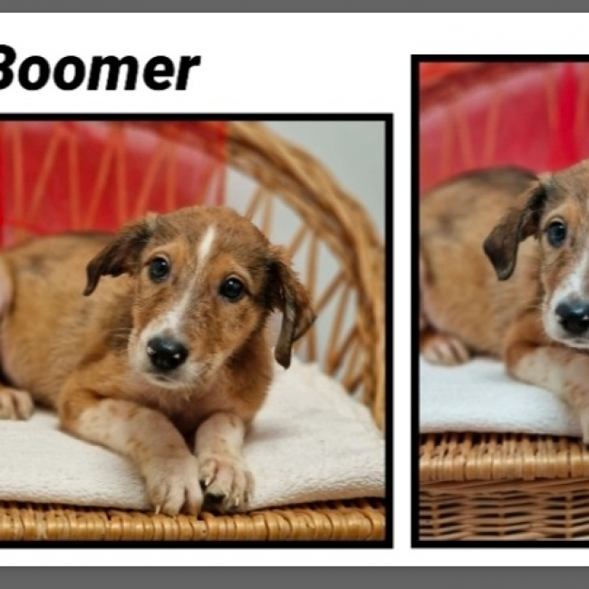 Photo de Boomer