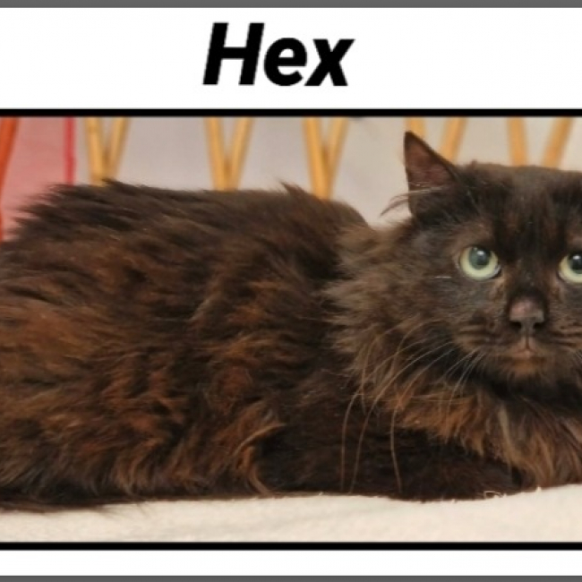 Photo de Hex