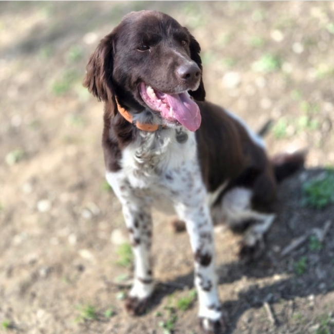 Photo de Spiky réservé