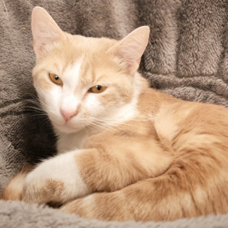 Calinou - Chat Européen à adopter