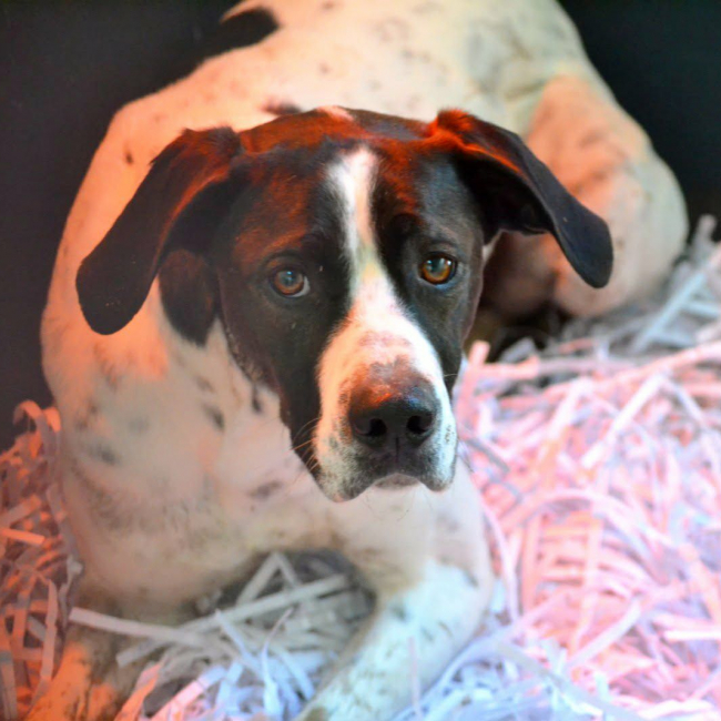 Photo de DABY, 2 ans magnifique Pointer Anglais !