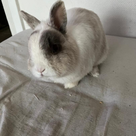 Ouragan - Rongeur Lapin à adopter