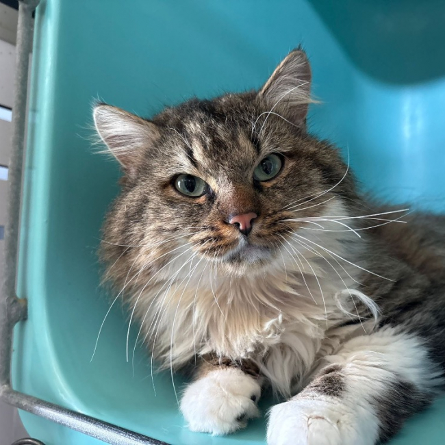 Photo de Sango réservé