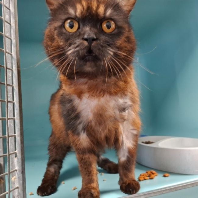 Photo de Duchesse-choupette