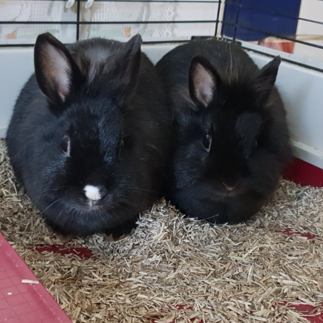 Mareva en duo avec thahia