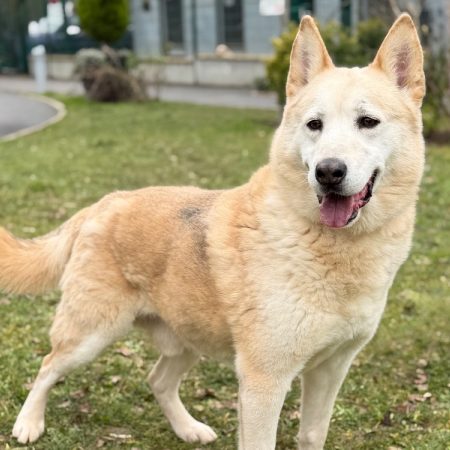 Rocky - Chien à adopter