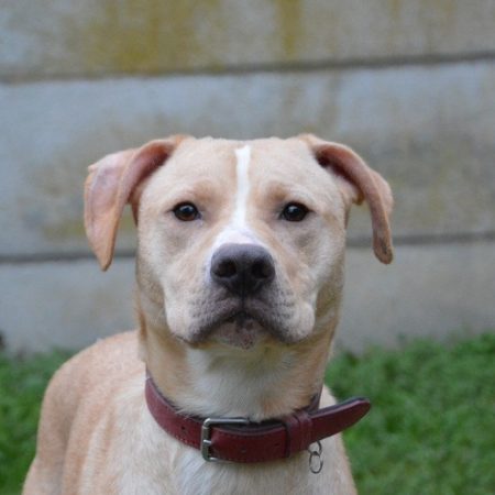 Tokyo - Chien à adopter
