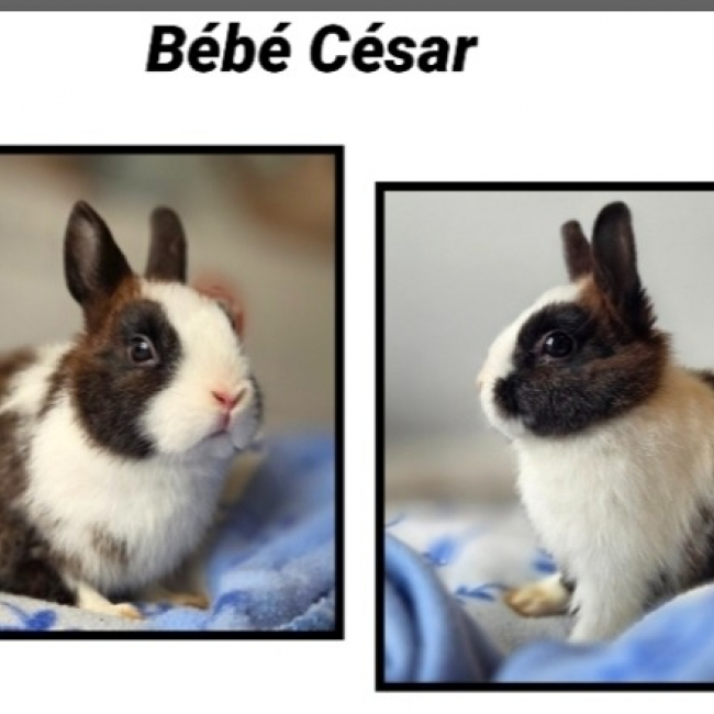 Bebe cesar