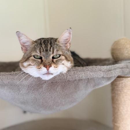 Photo de Lynxou