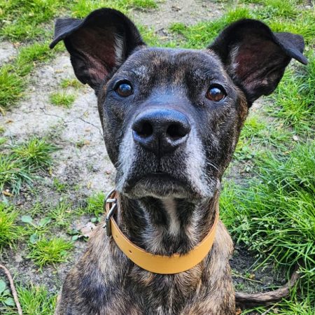 Stitch - Chien à adopter