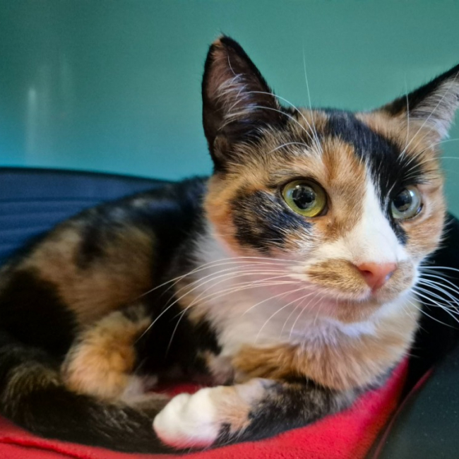 Photo de Cafe macchiato