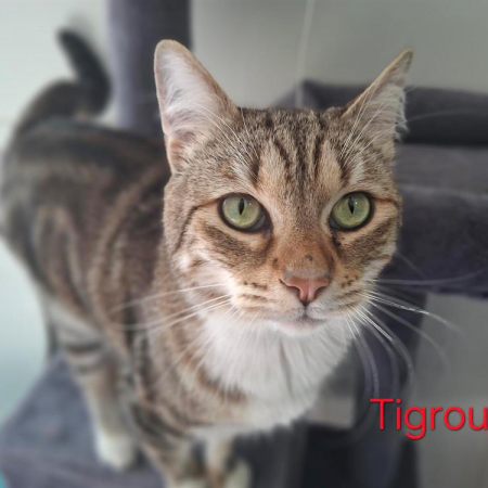 Photo de Tigrou