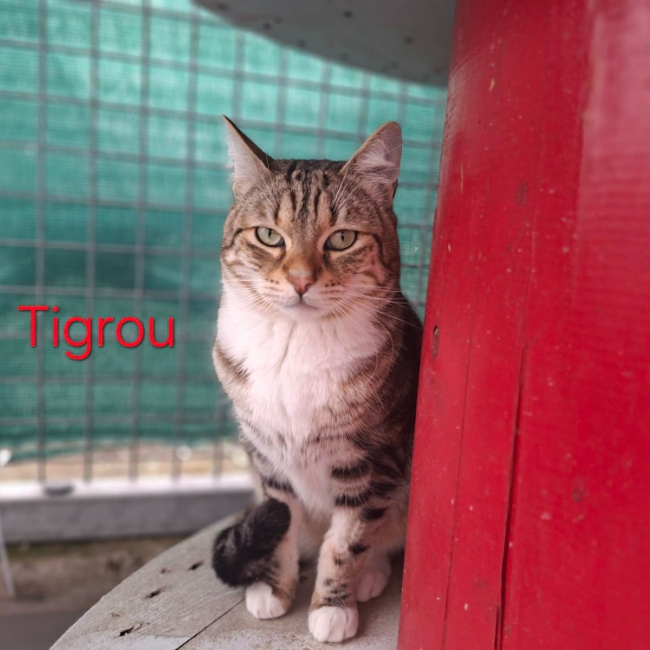 Photo de Tigrou