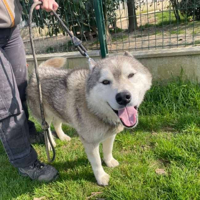 Photo de Falcko promis