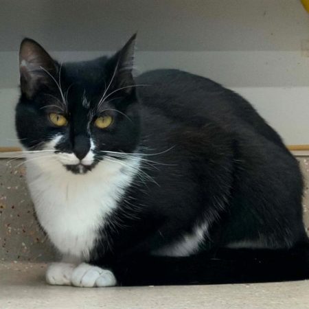 Zebulon - Chat Européen à adopter
