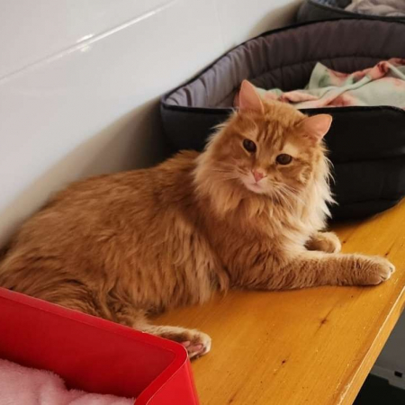 Photo de Pumpkin